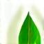 Leaf icon
